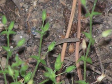 somiglia alla Campanula erinus- no, Caryophyllaceae